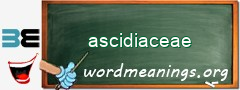 WordMeaning blackboard for ascidiaceae